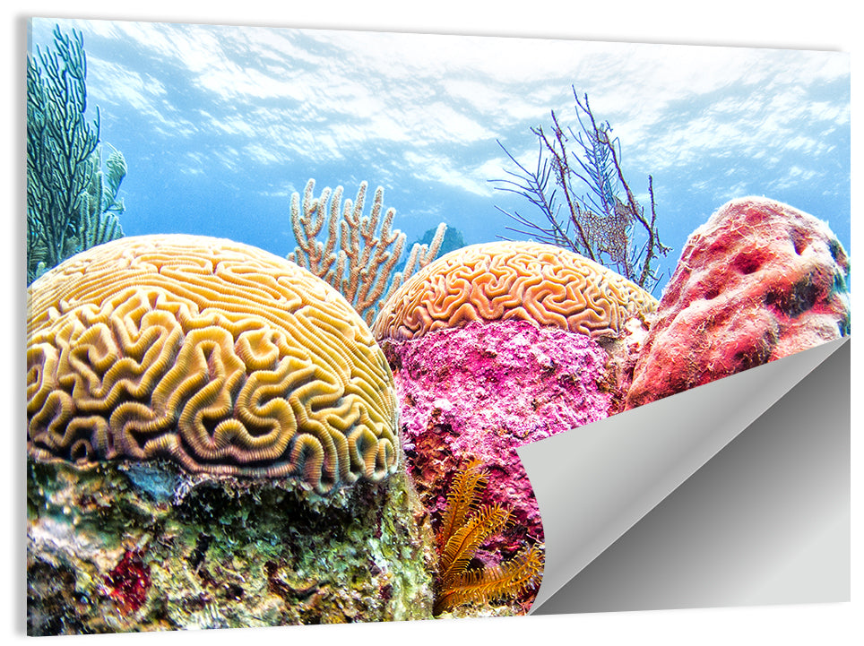 Vibrant Coral Reef Wall Art