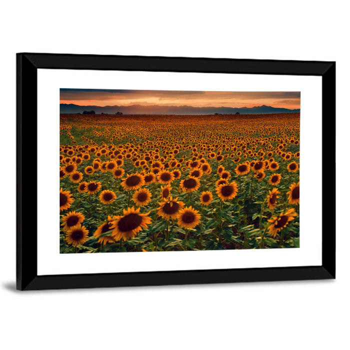 Colorado Sunflower Field at Sunset Wall Art as a framed print