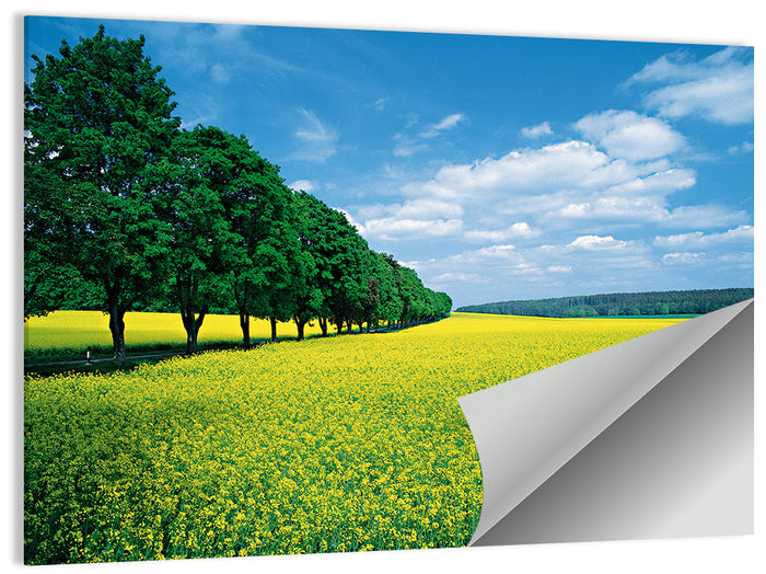 Spring Field of Yellow Flowers Wall Art as a poster print