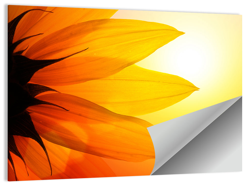 Sunflower Petals Wall Art