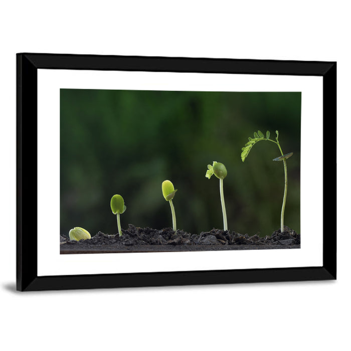Five-stage Plant Growth Wall Art as a framed print