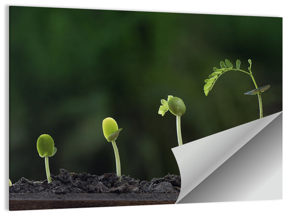 Plant Growth Concept Wall Art