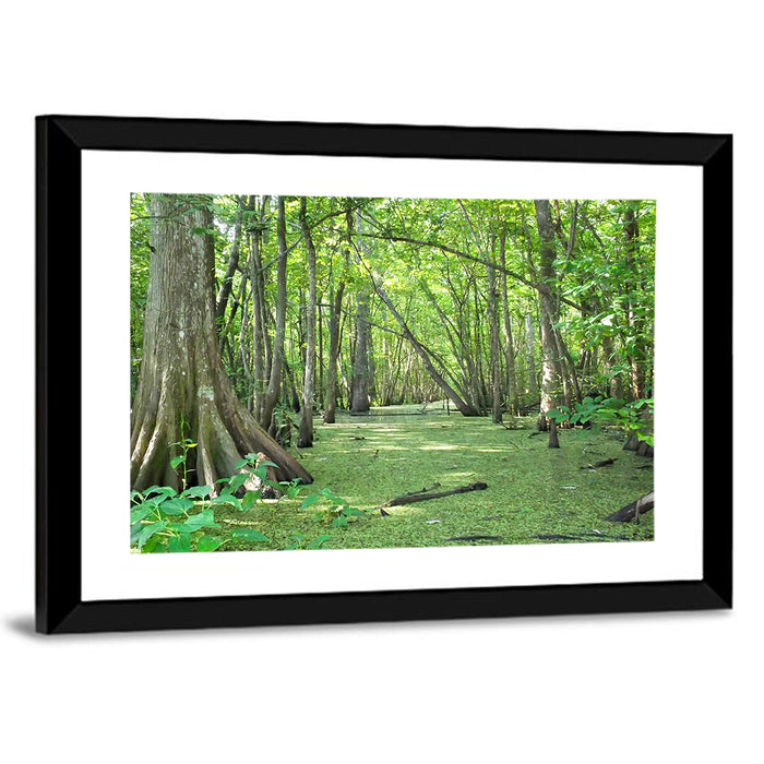 Summer Cypress Bayou, Louisiana Wall Art as a framed print