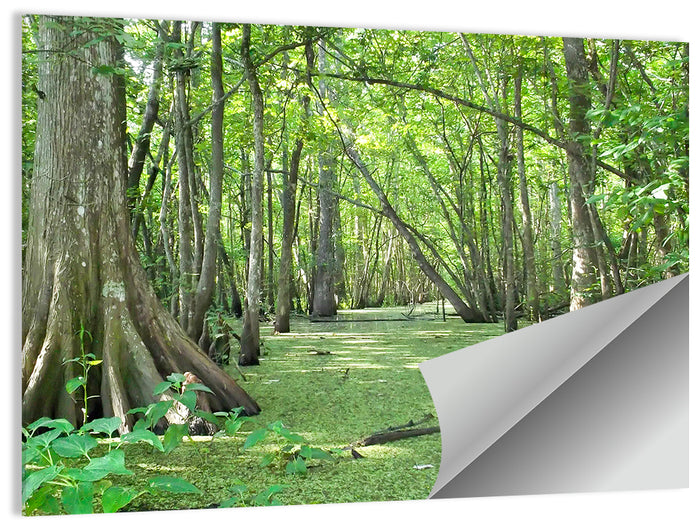 Summer Cypress Bayou, Louisiana Wall Art as a poster print