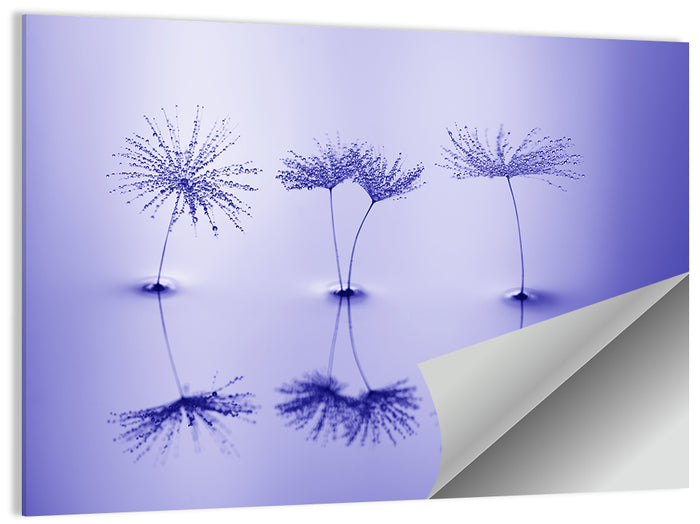 Blue Dandelion Seeds with Reflections Wall Art as a poster print