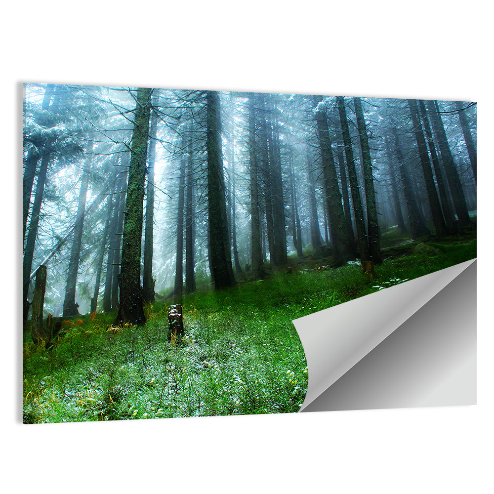 Light Gleams In Green Forest Wall Art