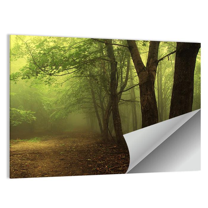Misty Green Forest Path Wall Art as a poster print