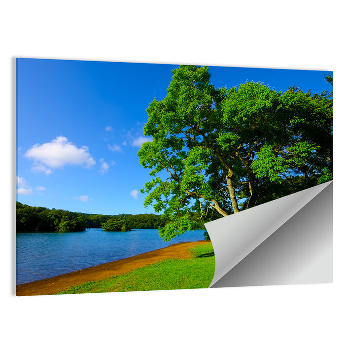 Lake Ippeki Solitary Tree Wall Art as a poster print