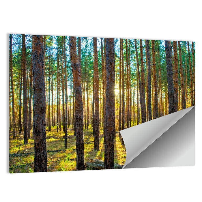 Scots Pine Forest Wall Art as a poster print