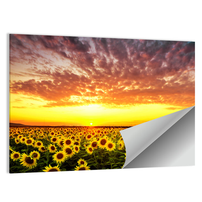 Golden Hour Sunflower Field Wall Art as a poster print