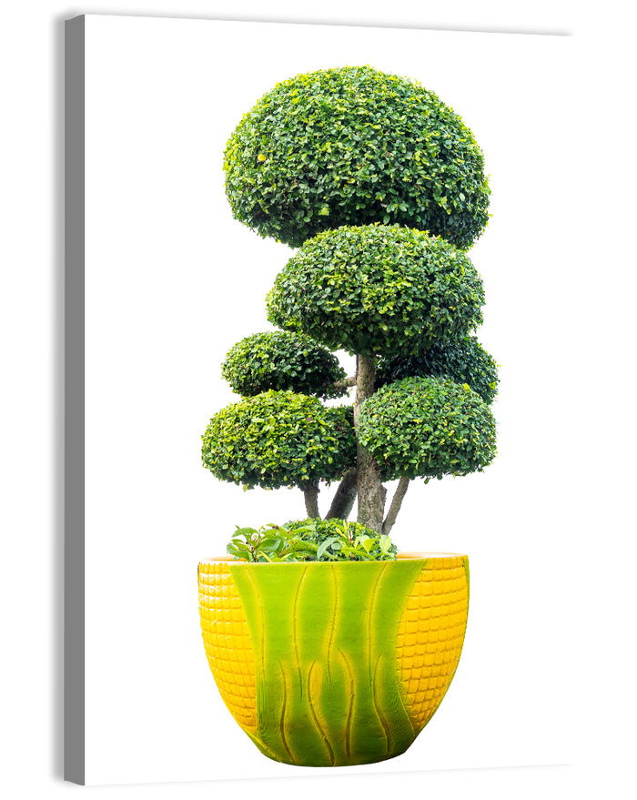 Bonsai Topiary in Yellow Lime Pot Wall Art as a canvas print
