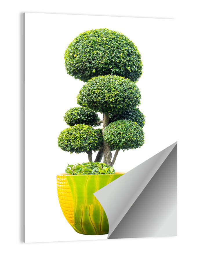 Bonsai Topiary in Yellow Lime Pot Wall Art as a poster print