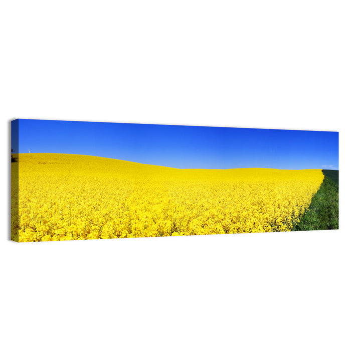 Sunlit Rapeseed Field Wall Art as a canvas print
