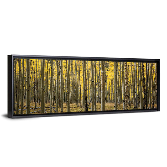 Golden Aspen Grove, Colorado Wall Art as a framed canvas
