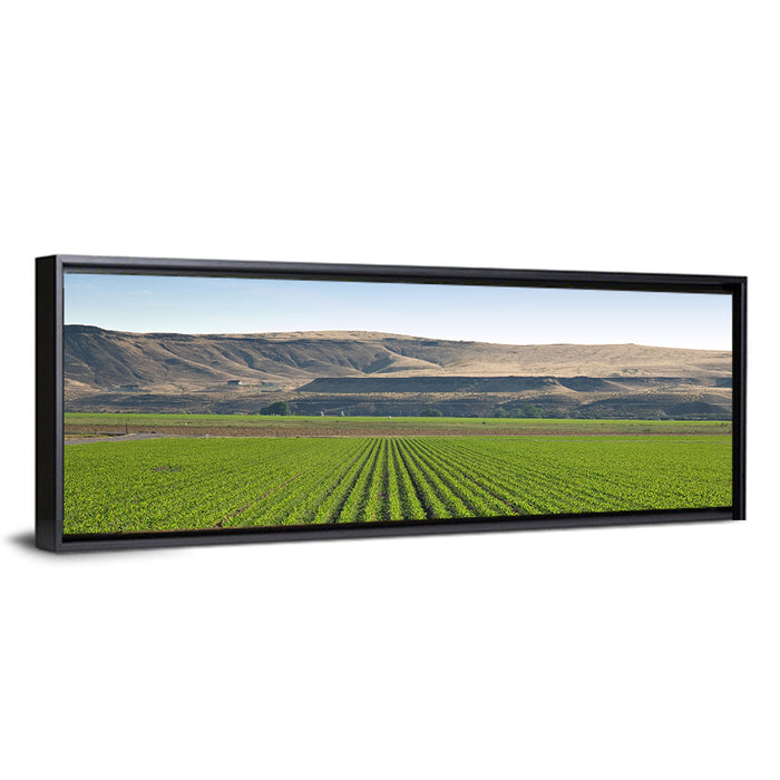 Idaho Corn Field Wall Art as a framed canvas