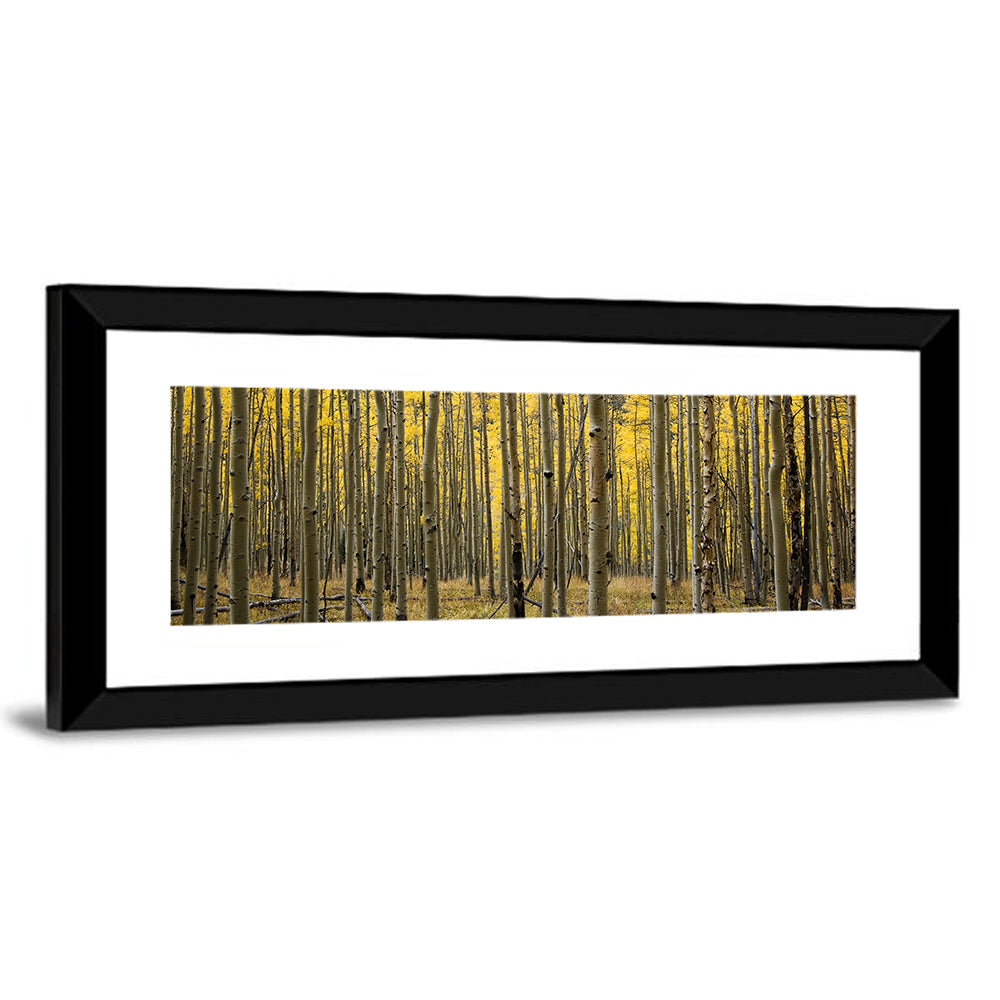 Colorado Aspen Forest Wall Art