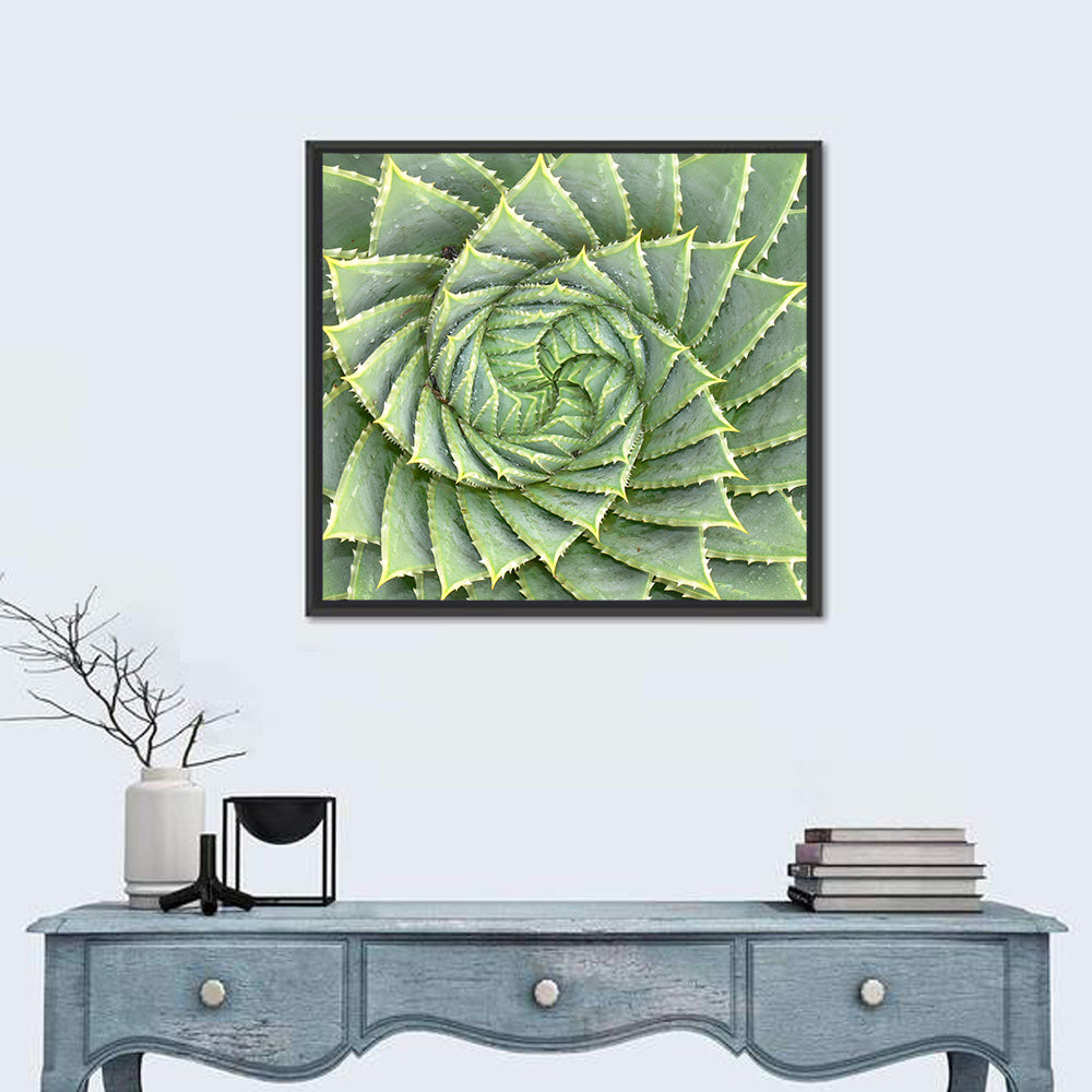 Spiral Aloe Wall Art