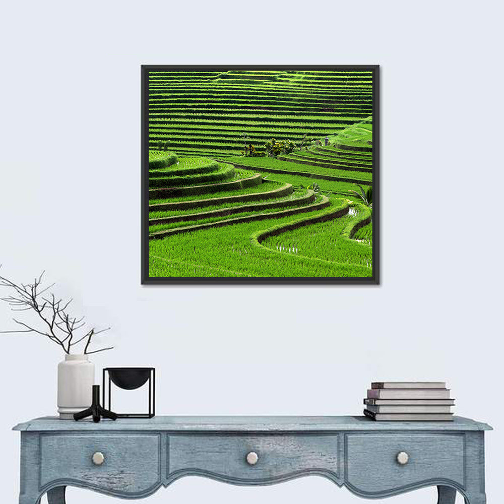 Rice Fields Wall Art