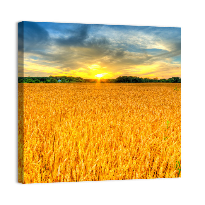 Wheat Field Sunset Wall Art as a canvas print