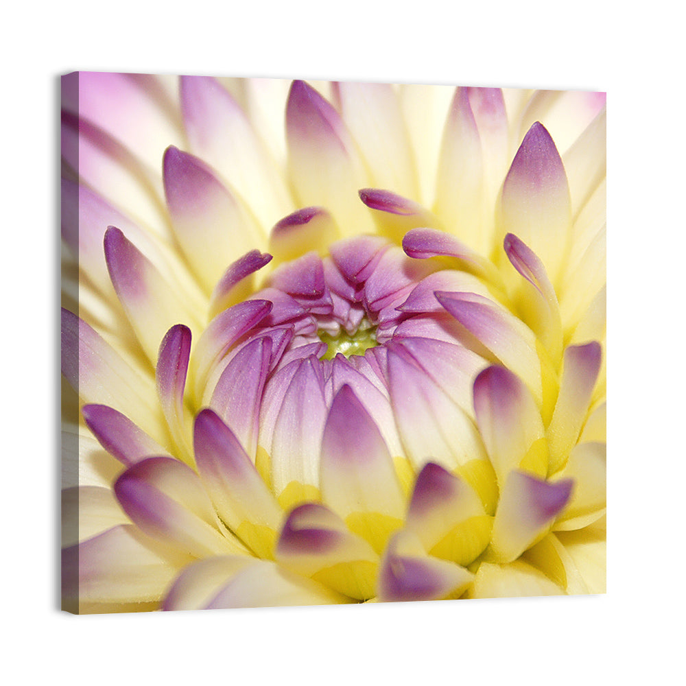 Dahlia Macro Portrait Wall Art, canvas print, square