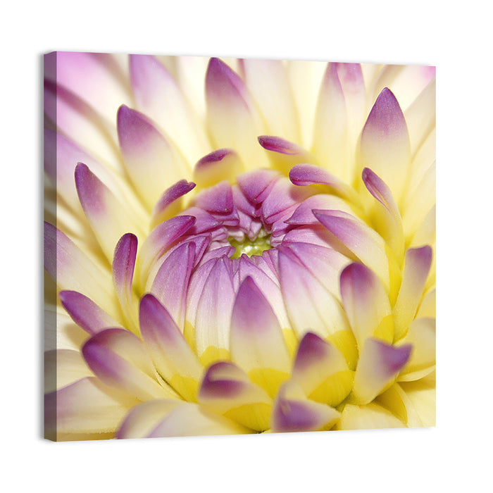 Dahlia Macro Portrait Wall Art as a canvas print
