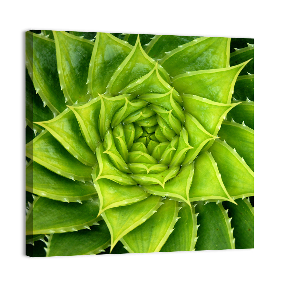 Spiral Aloe Succulent Wall Art, canvas print, square