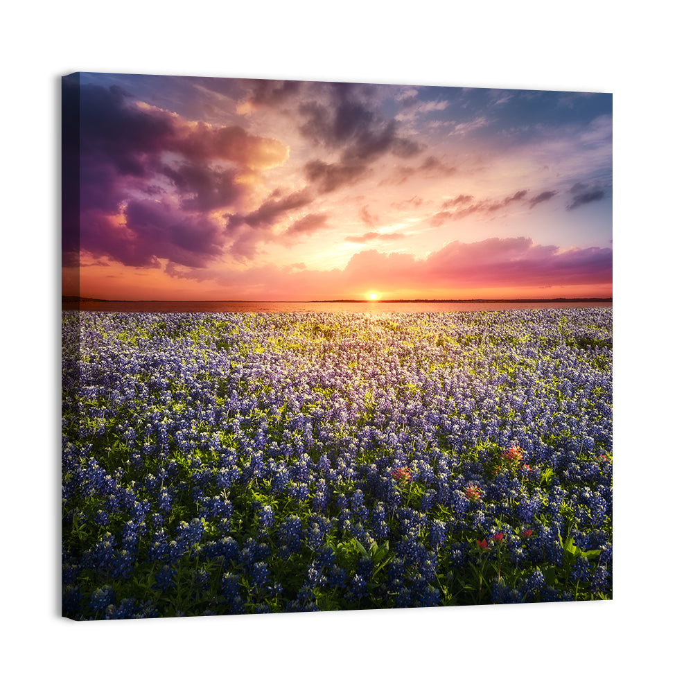 Texas Bluebonnet Sunset Wall Art, canvas print, square
