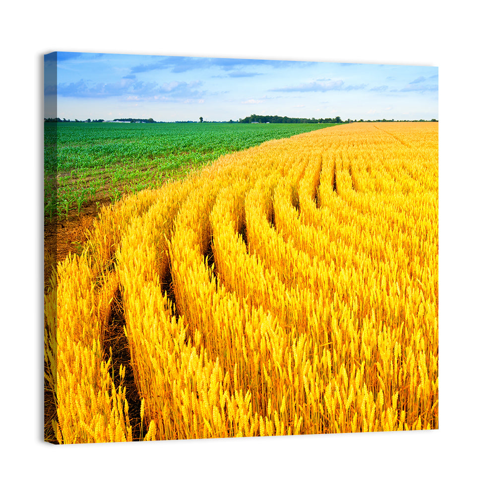 Wheat Field Wall Art