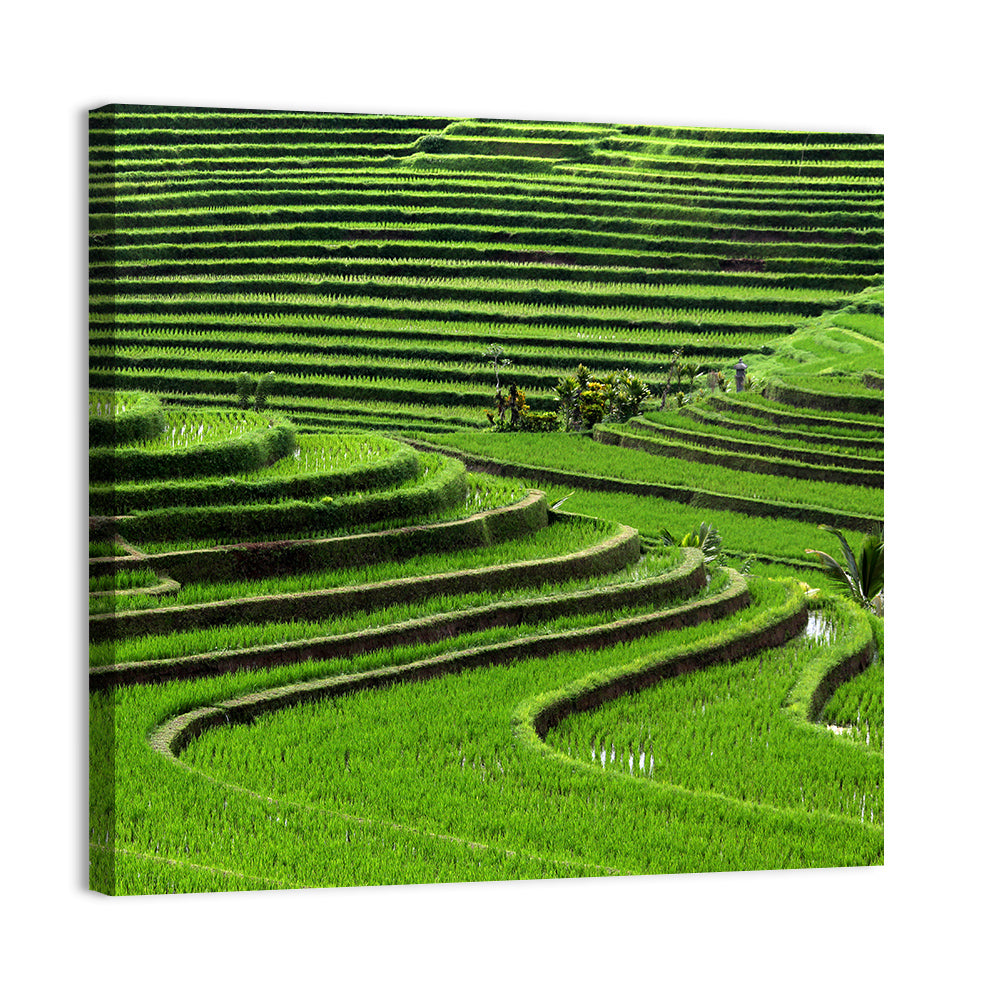 Rice Fields Wall Art