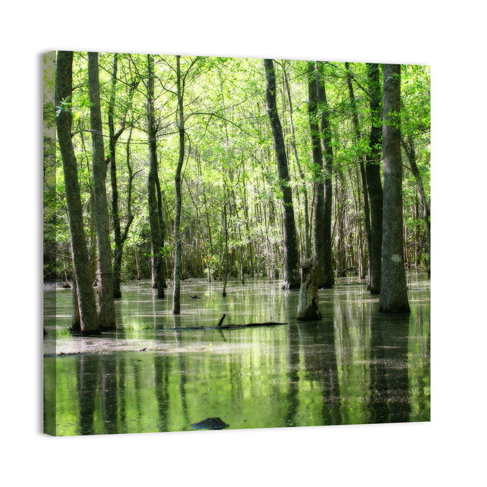 Sunlit Swamp Forest Wall Art, canvas print, square