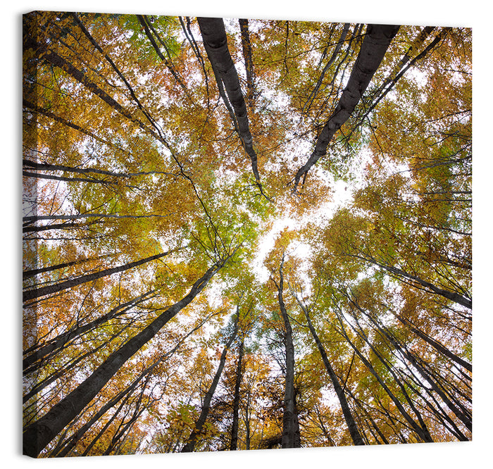 Autumn Forest Canopy Looking Up Wall Art as a canvas print