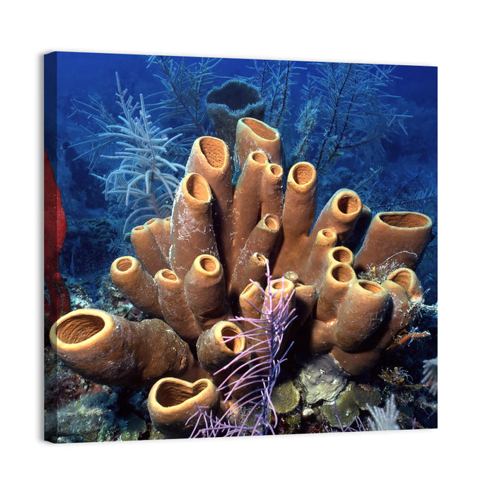 Belize Reef Sponge Scene Wall Art as a canvas print