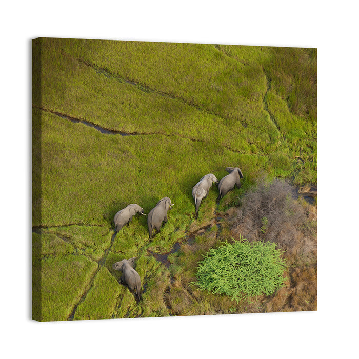 Aerial Herd of Elephants Wall Art as a canvas print