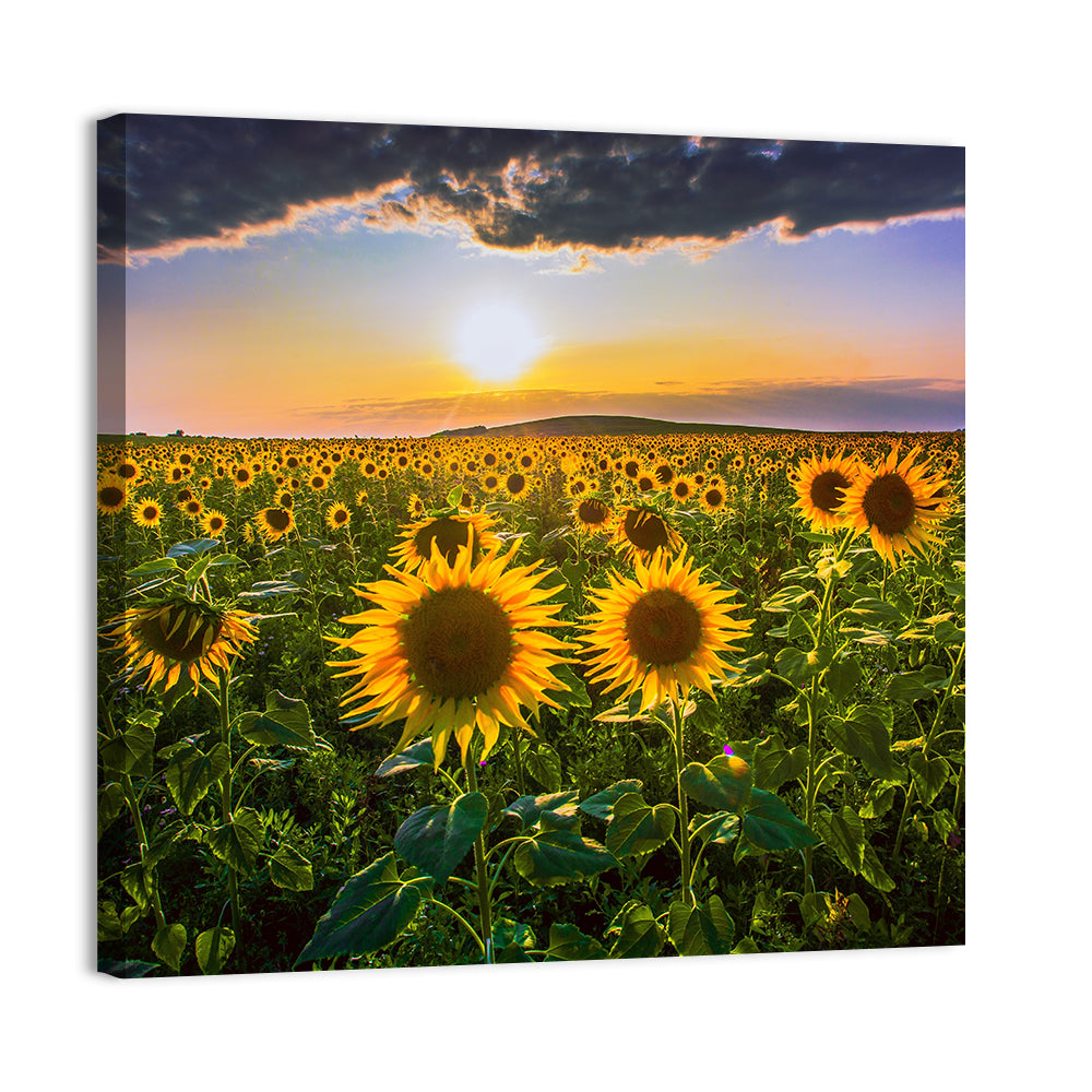 Sunflower Field at Golden Hour Wall Art, canvas print, square