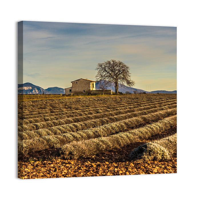 Rustic Provence Lavender Rows at Golden Hour Wall Art as a canvas print