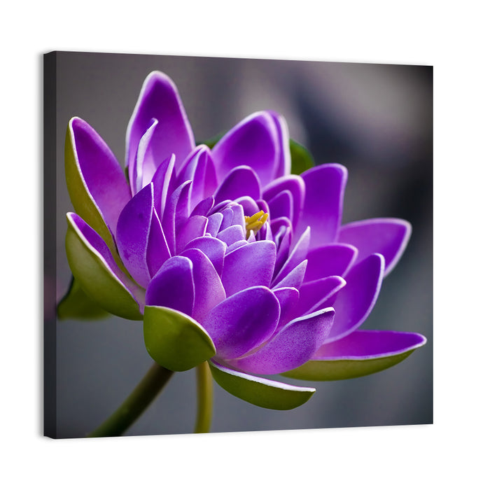Purple Water Lily Close-up Wall Art as a canvas print
