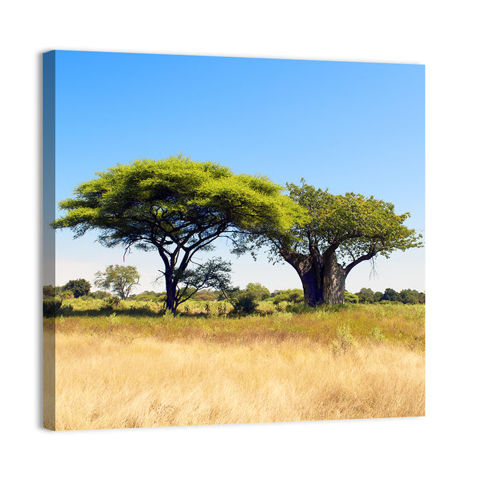Acacia and Baobab Trees Wall Art as a canvas print