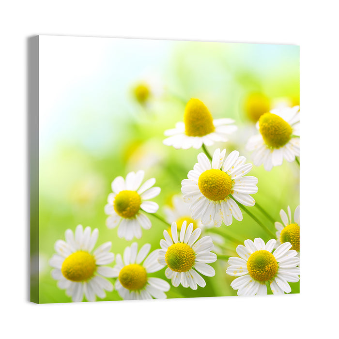 Chamomile Close-up Wall Art as a canvas print