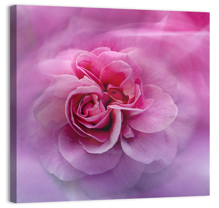 Ethereal Pink Rose Bloom Wall Art as a canvas print