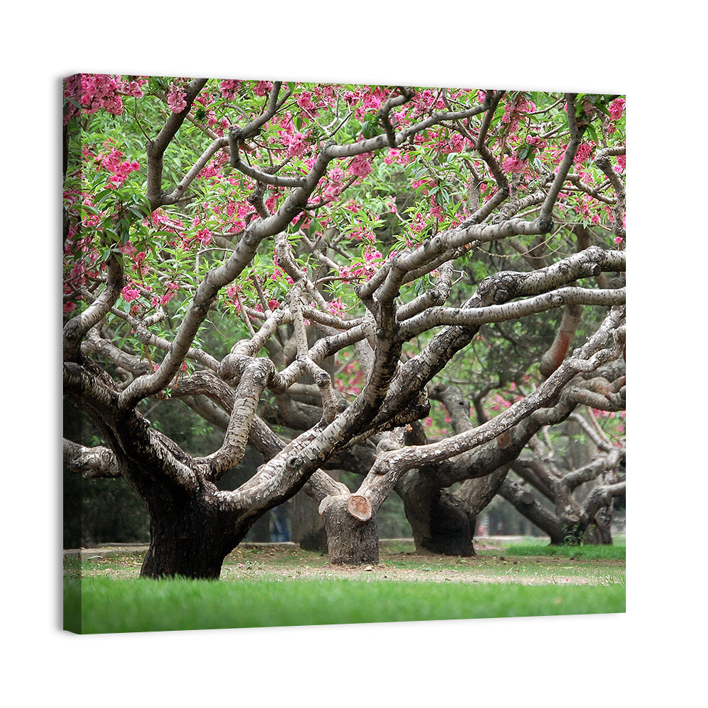 Peach Orchard in Bloom Wall Art, canvas print, square