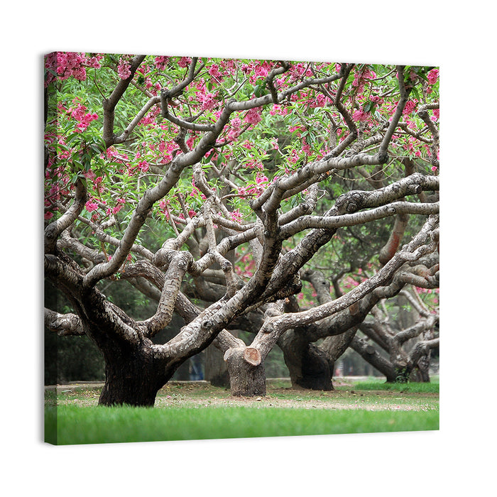 Peach Orchard in Bloom Wall Art as a canvas print