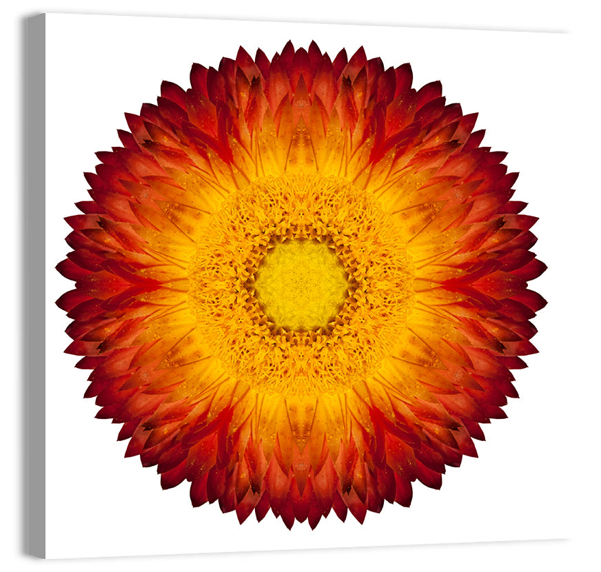 Kaleidoscopic Strawflower Mandala Wall Art, canvas print, square