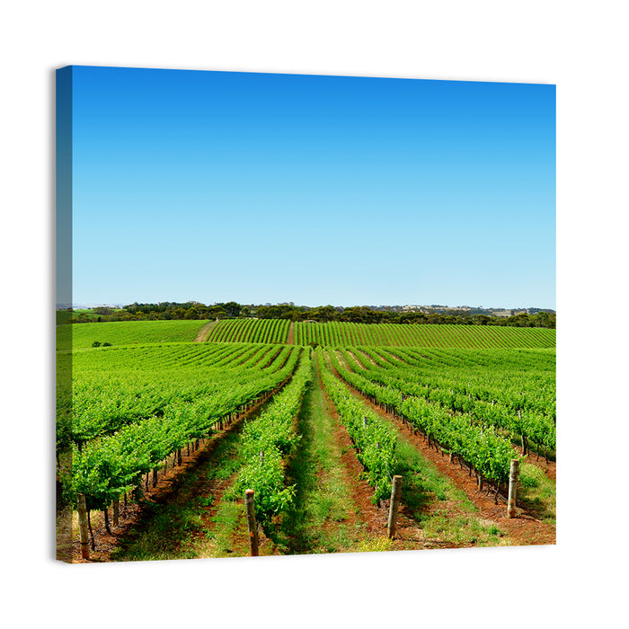 Sunlit Vineyard Rows Wall Art as a canvas print
