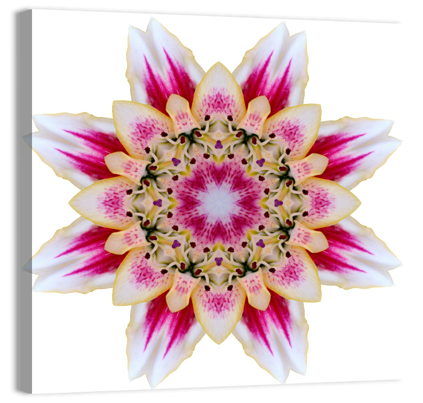 Pink Lily Star Mandala Pattern Wall Art, canvas print, square
