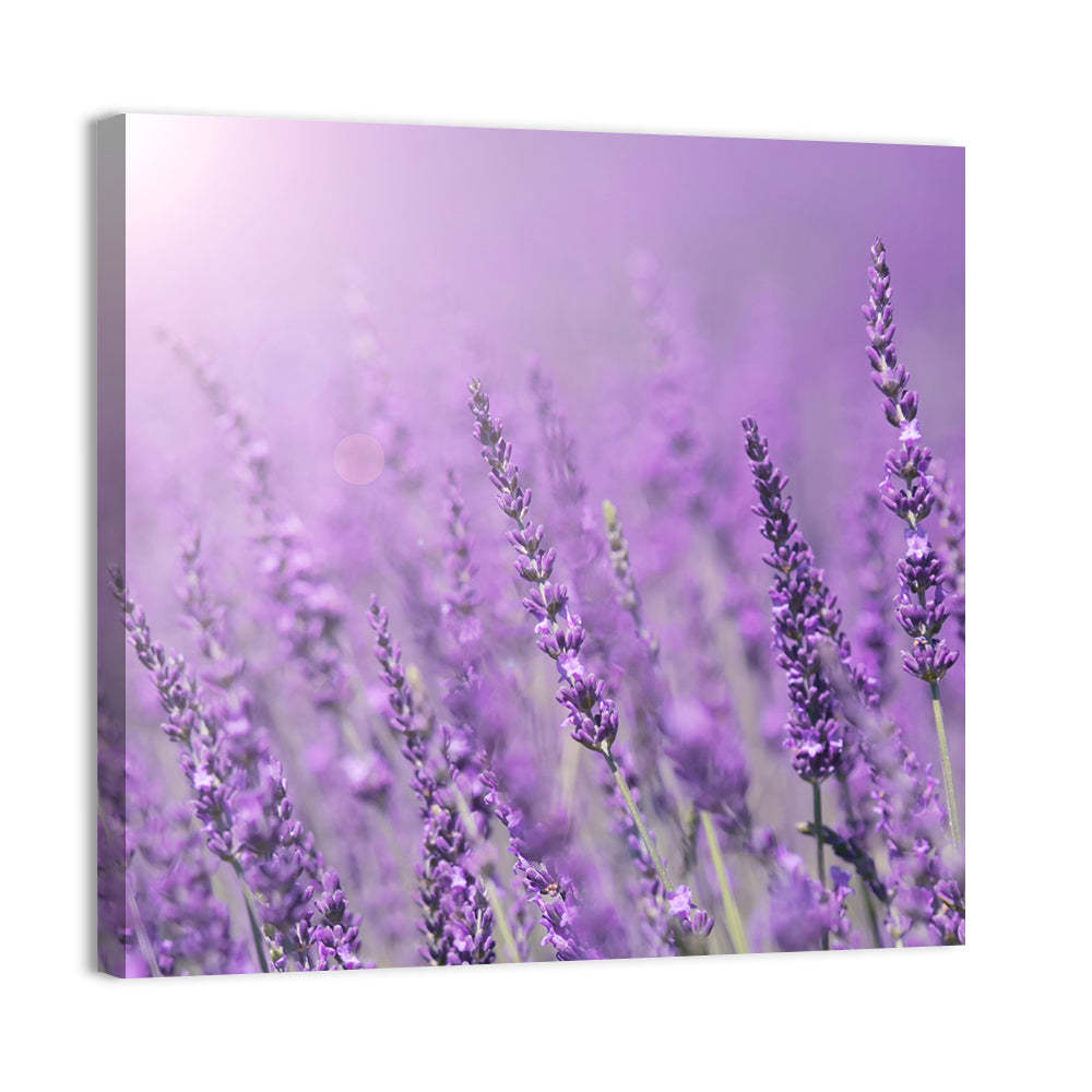 Lavender Field Wall Art