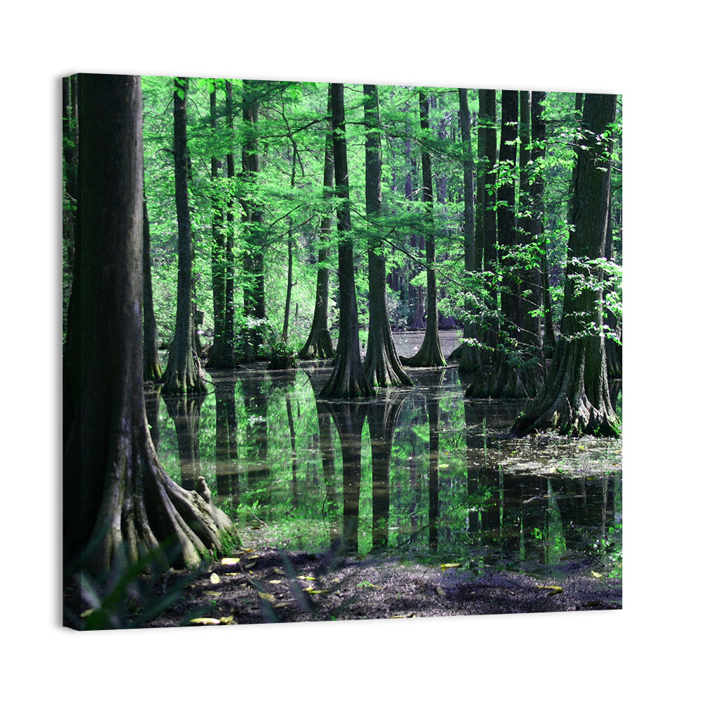 Congaree Swamp Columbia Wall Art
