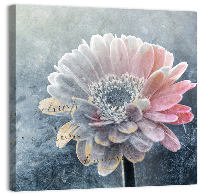 Winter Gerbera with Golden Script Wall Art as a canvas print