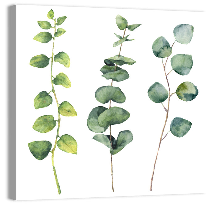 Watercolor Eucalyptus Stems Wall Art as a canvas print