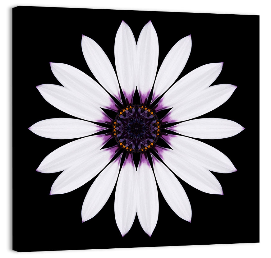 White Daisy Mandala on Black Wall Art, canvas print, square