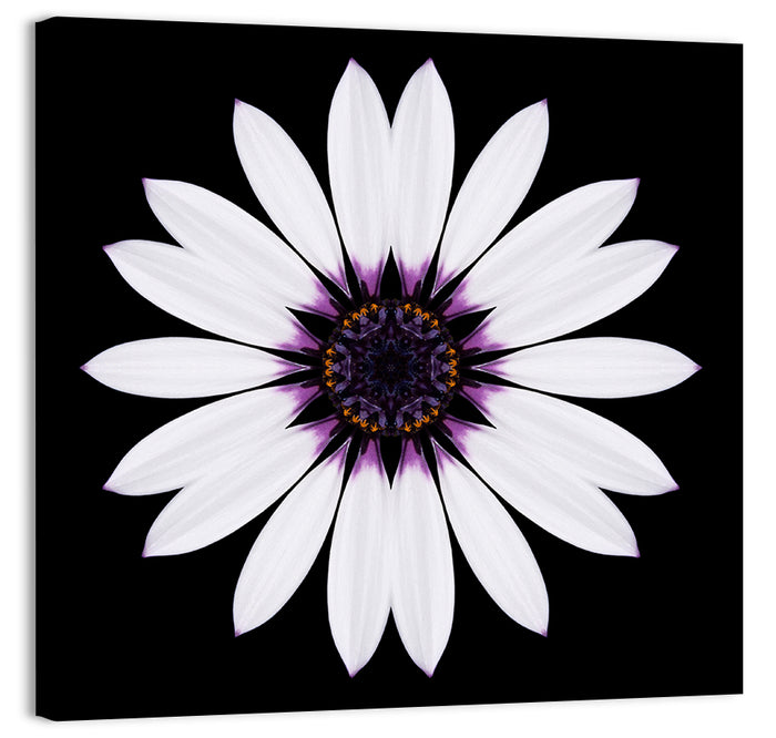 White Daisy Mandala on Black Wall Art as a canvas print